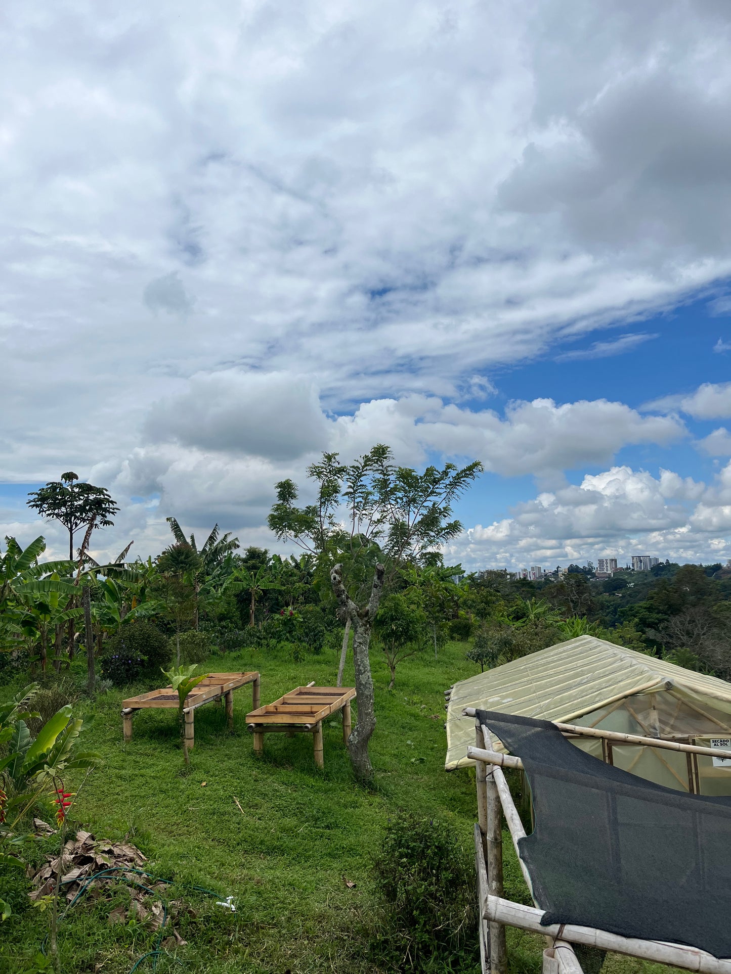 Colombia SUDUS Pink Bourbon - Filter Roast