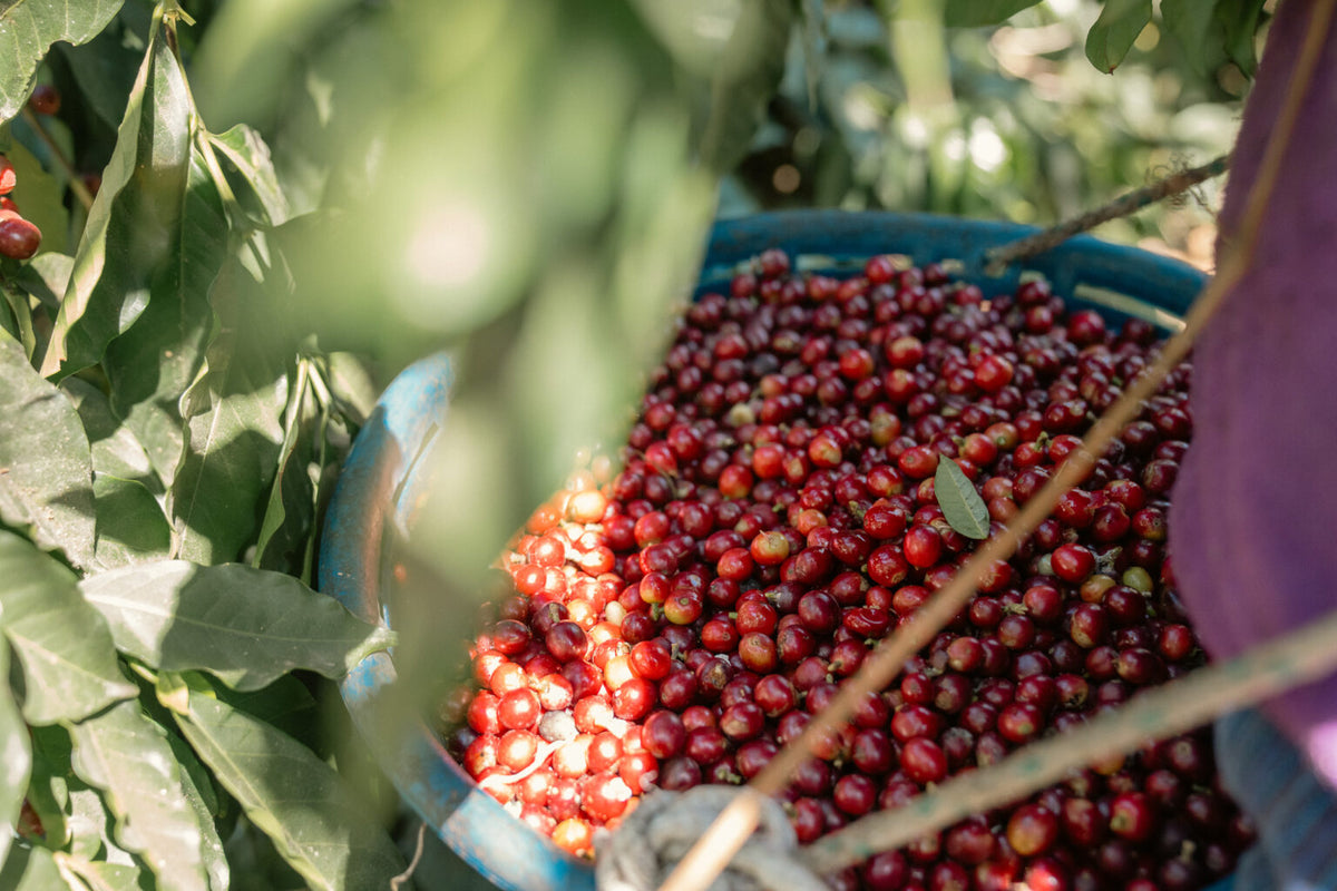 Guatemala Magarciy - Filter Roast