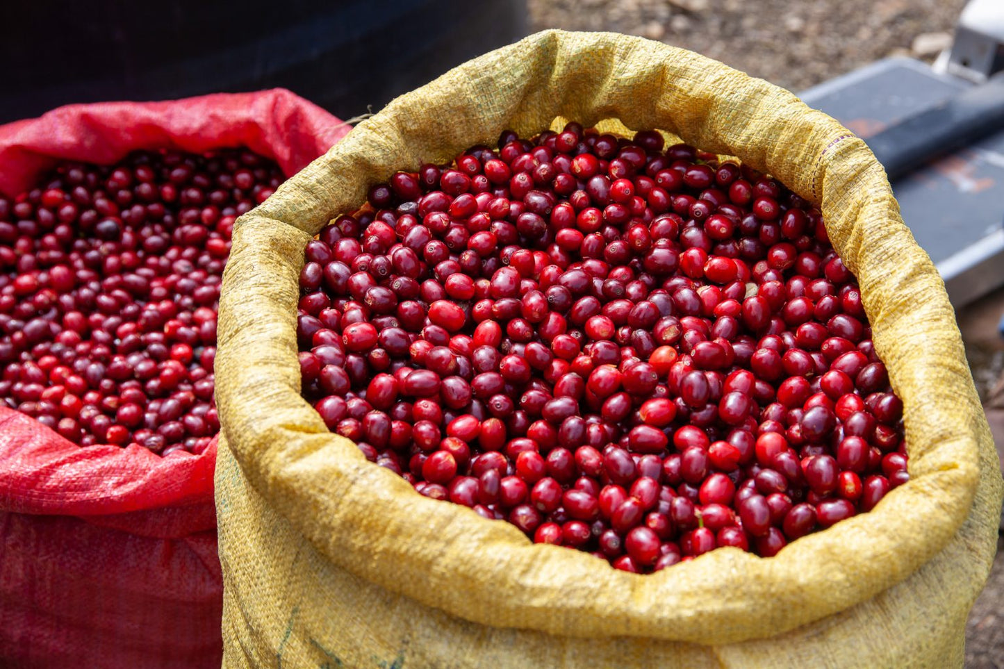 Bolivia Floripondio Flowers - Filter Roast