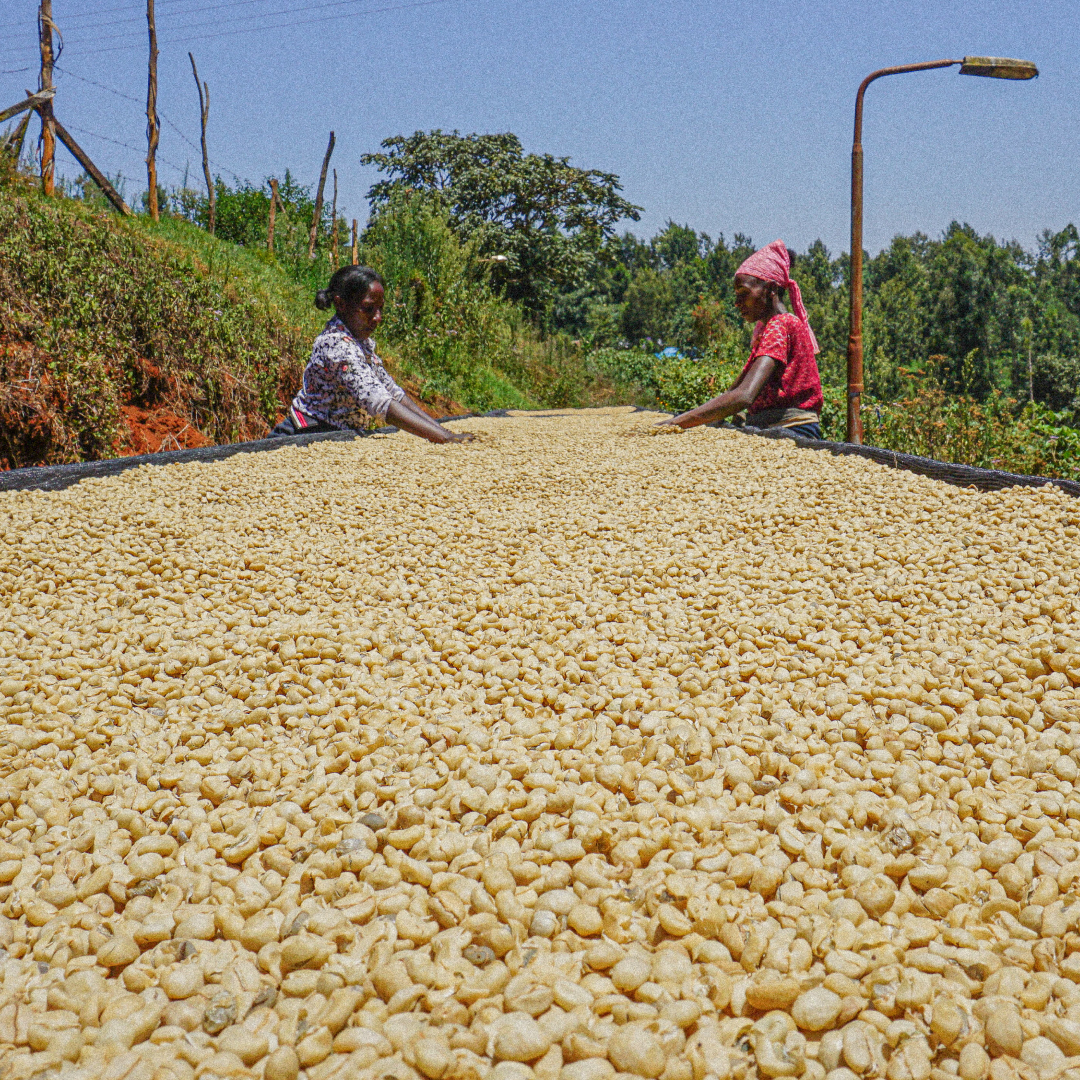 Kenya Kamagogo PB - Filter Roast