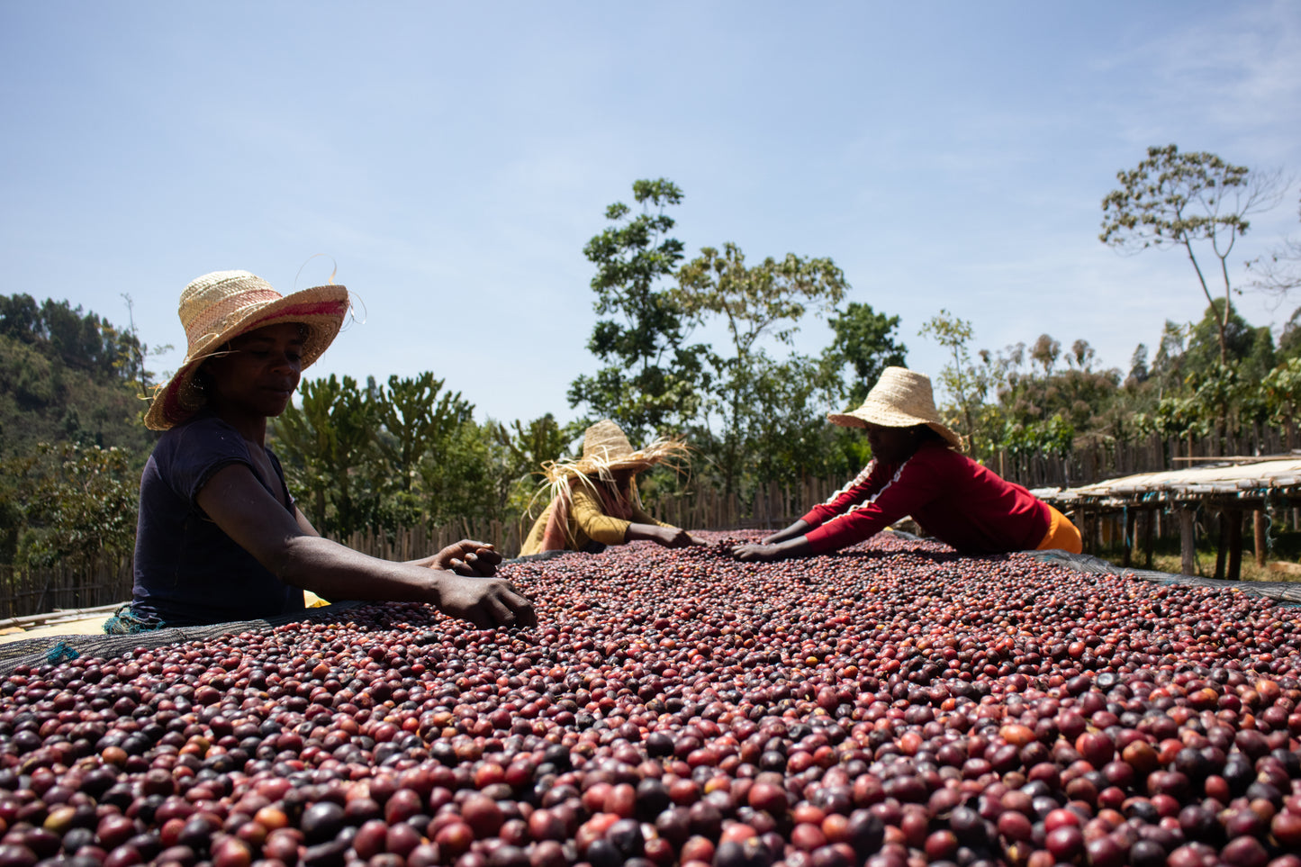 Ethiopia Ayla Bombe Natural