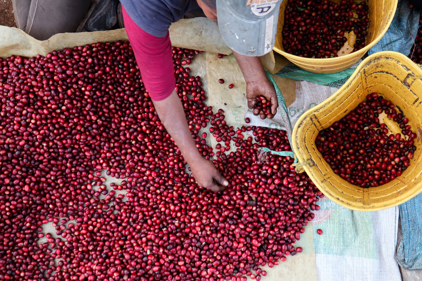 Bolivia Las Alasitas - Filter Roast
