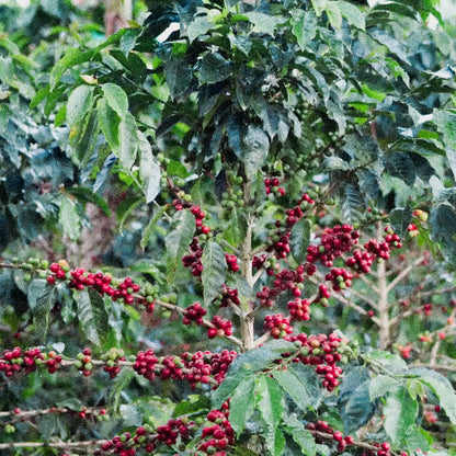 Colombia “Yellow Sunset” Decaf