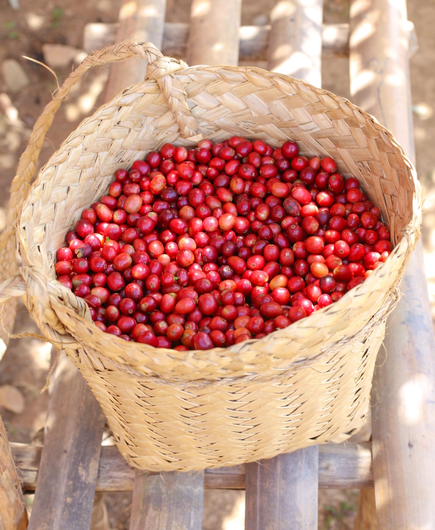 Timor-Leste Aileu Washed