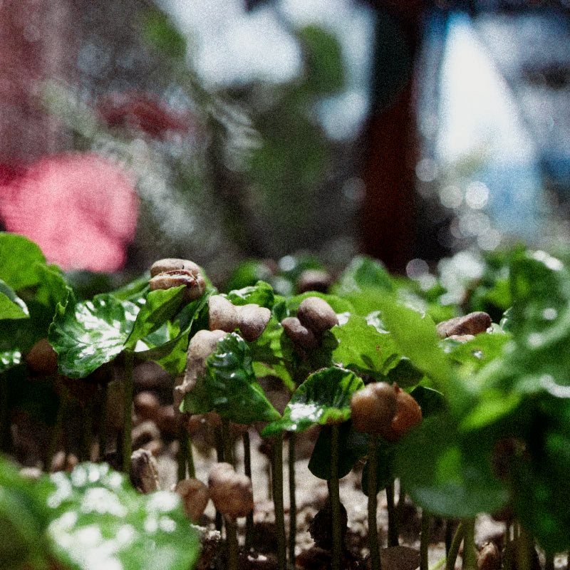 Colombia El Paseo