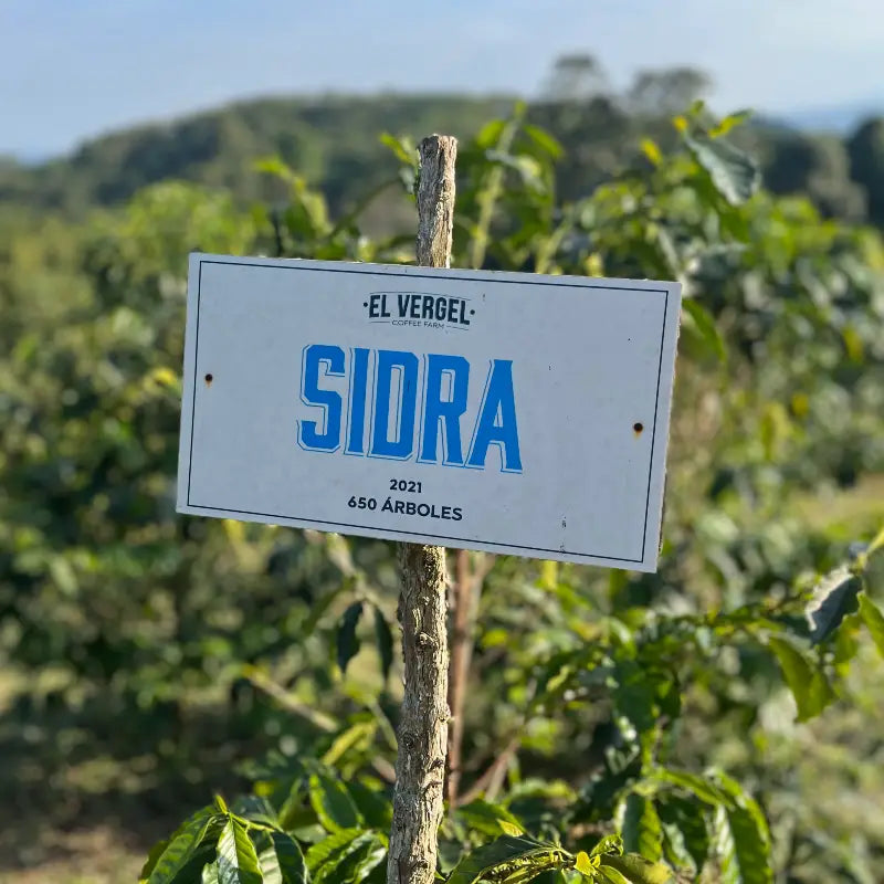 Colombia El Vergel Magnum Sidra