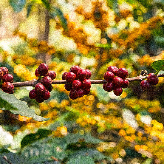 Bolivia Finca Aurora Machaha