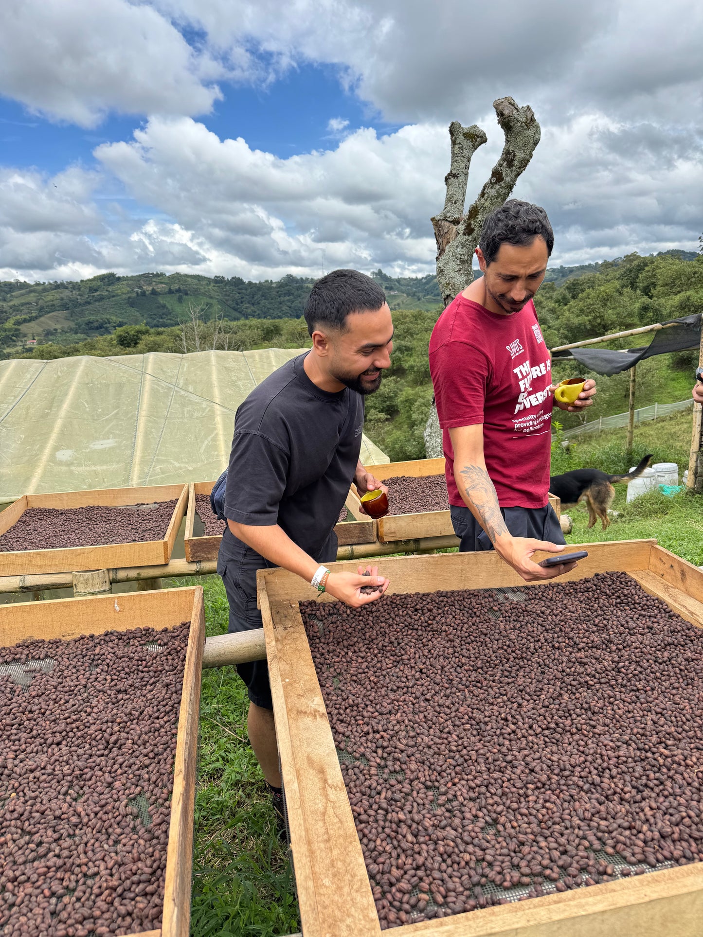 Colombia SUDUS Pink Bourbon - Filter Roast