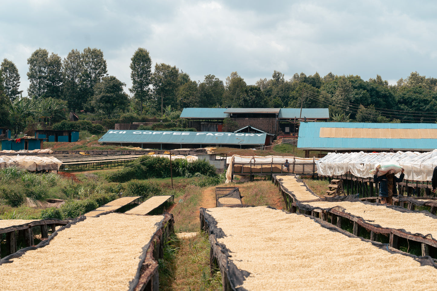 Kenya Kii AB - Filter Roast